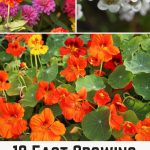 18 Fast Growing Annuals to Grow From Seeds for Last Minute Gardeners