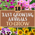 18 Fast Growing Annuals to Grow From Seeds for Last Minute Gardeners