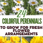 24 Colorful Perennials to Grow for Fresh Flower Arrangements