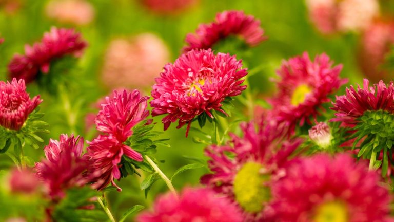 Cheap Annuals That Bring Big, Bold, Beautiful Color to Your Garden