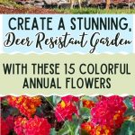 Create a Stunning, Deer Resistant Garden with These 15 Colorful Annual Flowers