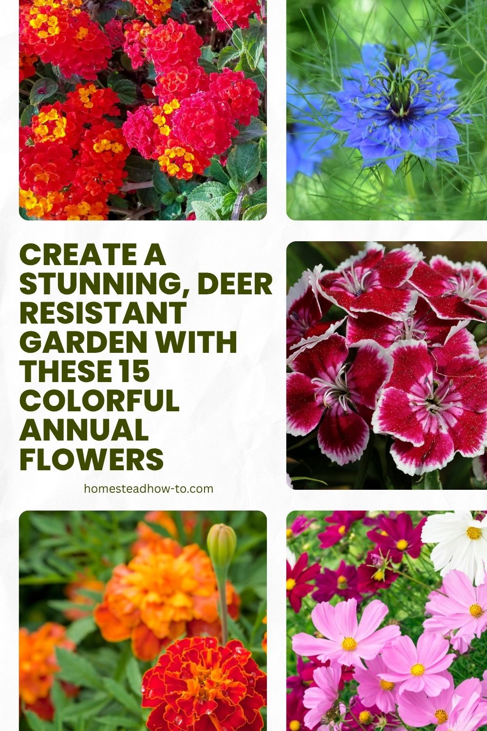 Create A Stunning, Deer Resistant Garden With These 15 Colorful Annual ...