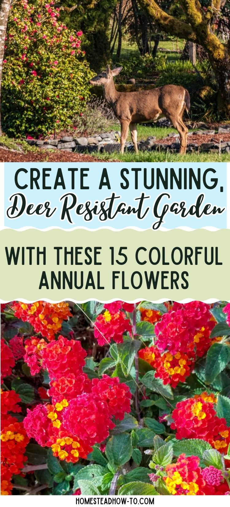 Create A Stunning, Deer Resistant Garden With These 15 Colorful Annual ...
