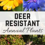 Deer resistant annual plants