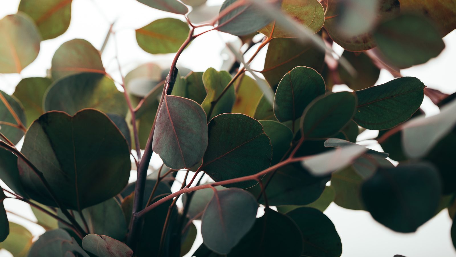 Eucalyptus