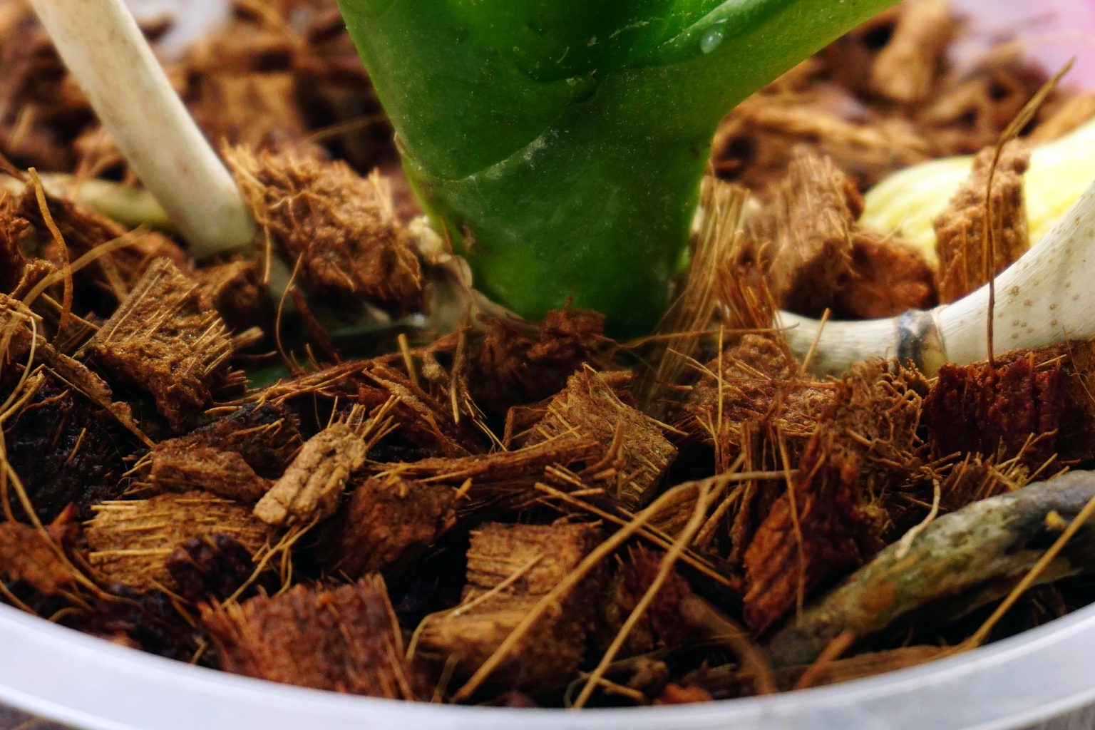 Growing Plants With Coconut Coir
