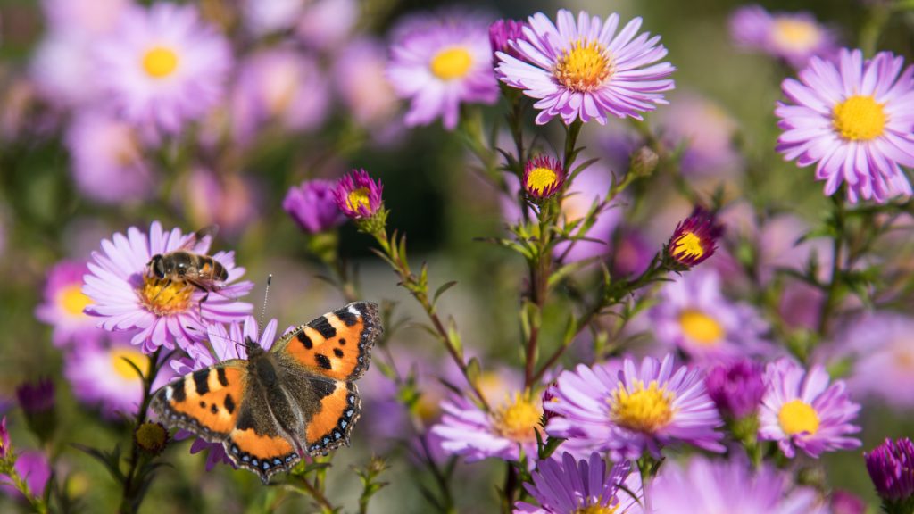 Here's Why We’re Completely Obsessed With a Wildflower Garden 10 Beautiful butterfly ( Aglais urticae.Nymphalidae) hives and bees on autumn flowers.A place for a copy space .Horizontal orientation