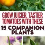 Grow Juicier, Tastier Tomatoes with These 15 Companion Plants