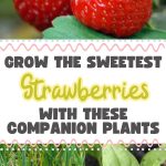 Grow the Sweetest Strawberries With These Companion Plants