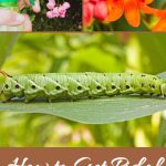 How to Get Rid of Tomato Hornworms in Your Garden