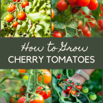 How to Grow Cherry Tomatoes