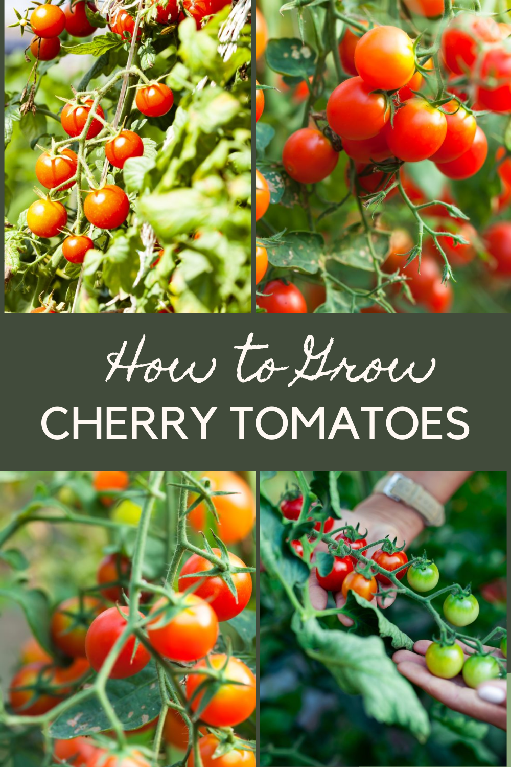 How To Grow Cherry Tomatoes: Best Practices & Planting Guide 2025