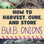 How to Harvest, Cure, and Store Bulb Onions