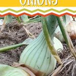 How to Harvest and Store Onions