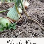 How to Know When Onions are Ready to Harvest