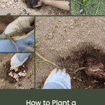 How to Plant a Tomato Seedling