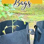 How to Use Grow Bags