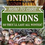 How to cure onions so they'll last all winter!
