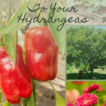 Plants You Should Never Grow Too Close To Your Hydrangeas