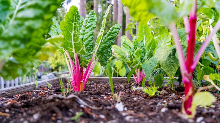 What I’m Planting in My Garden This August (And Why You Should Too)