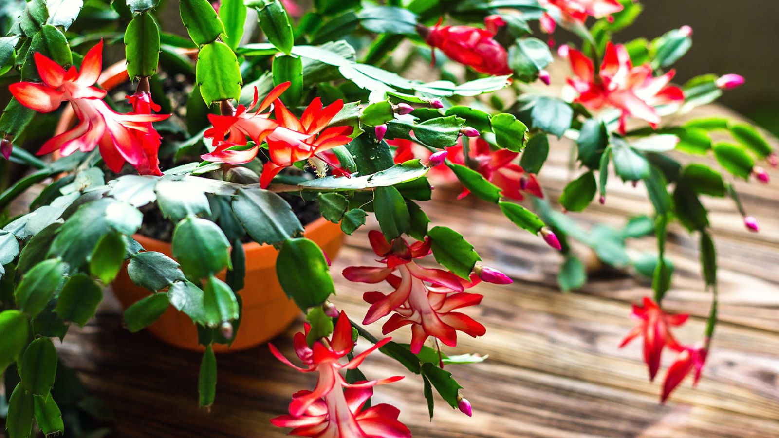 Christmas cactus Thanksgiving cactus crab holiday cactus Schlumbergera Truncata zygocactus delicate flower pot wooden background Urban gardening home planting houseplant Concept image interior design.