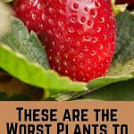 These are the Worst Plants to Grow Next to Your Strawberries PIn
