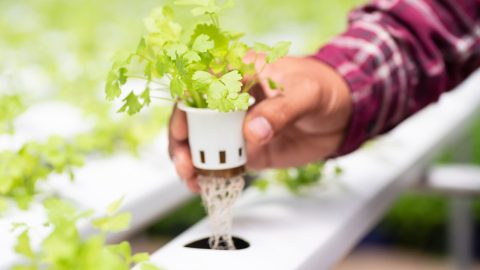 HOW TO MAKE HOMEMADE NUTRIENTS FOR HYDROPONICS visual data 5