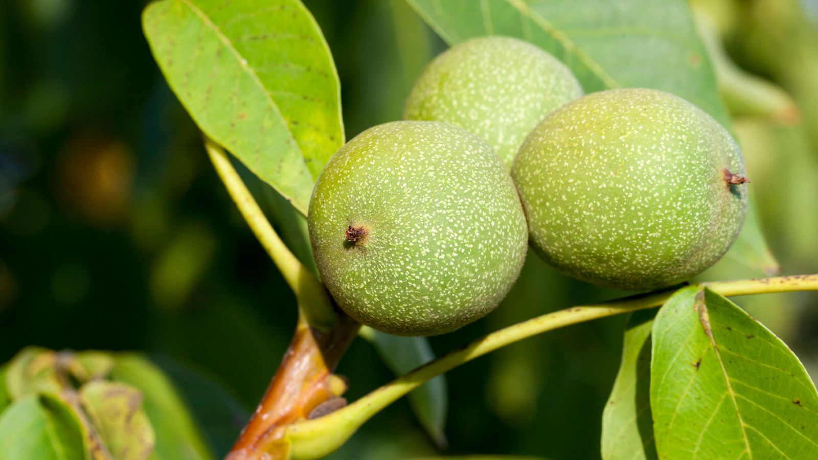 Best Companion Plants For Black Walnut Trees Homestead HowTo