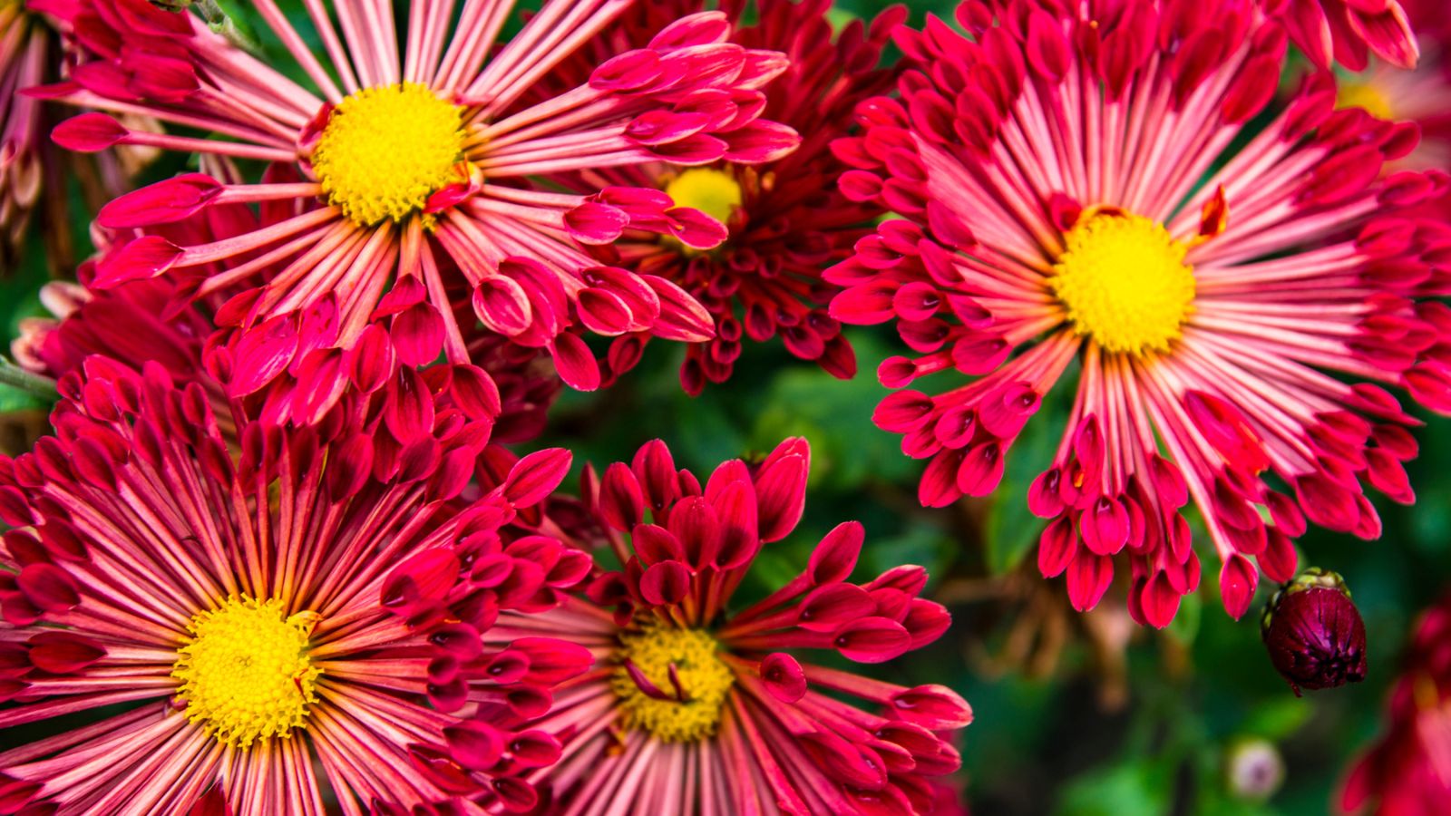 Chrysanthemum Plant