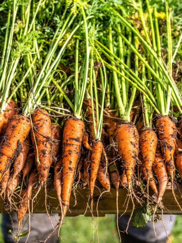7 Carrot Companion Plants Homestead HowTo