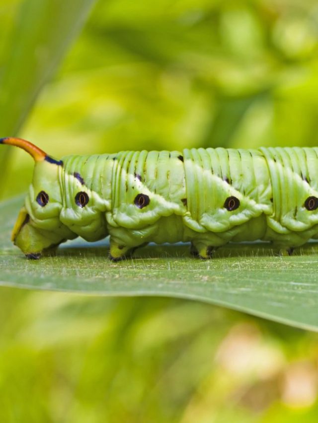 how-to-get-rid-of-tomato-hornworms-homestead-how-to