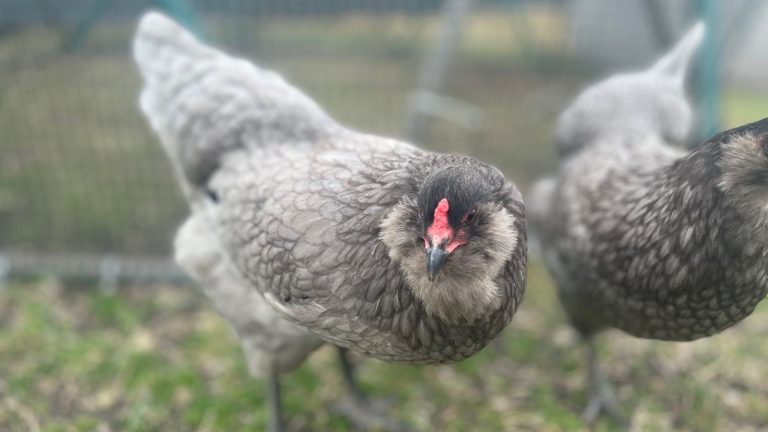 Want Blue Eggs? Add These 11 Chicken Breeds to Your Flock