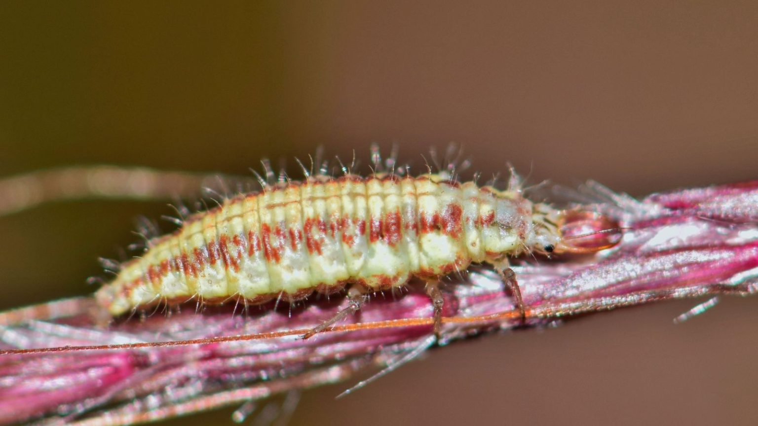 Don’t You Dare Kill That Bug! 18 Insects That Help Your Garden Thrive