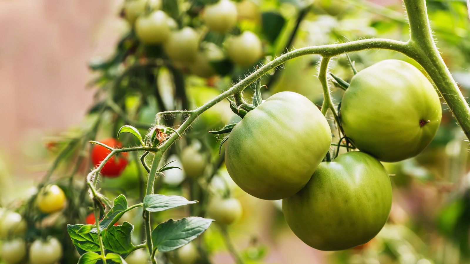 green tomatoes