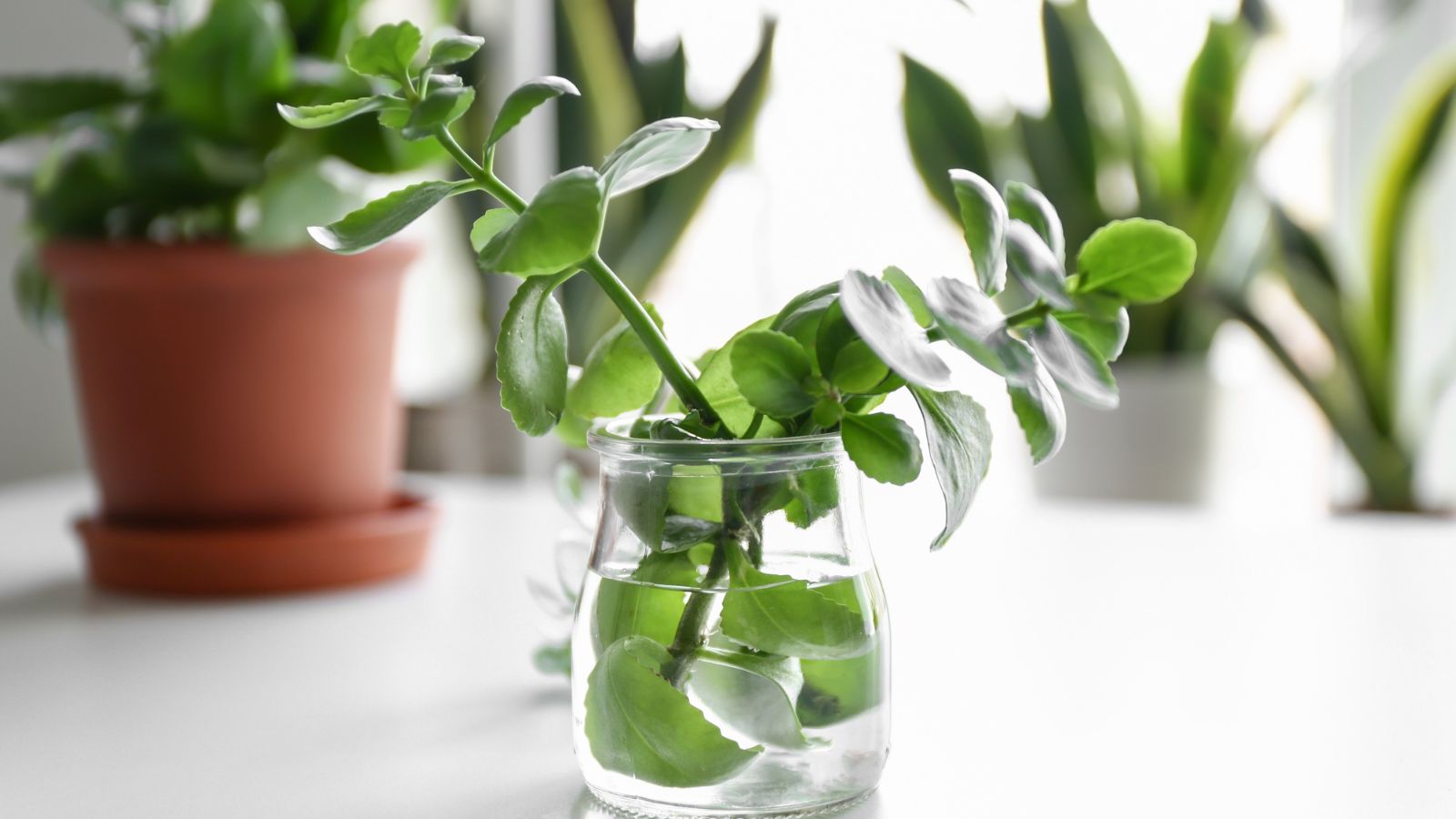 houseplant in water