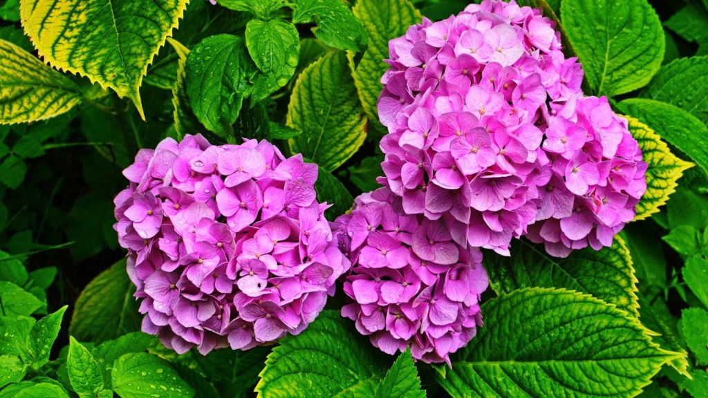 I Planted These Perennials Once and They’ve Come Back Beautifully Every Year 1 hydrangea pink