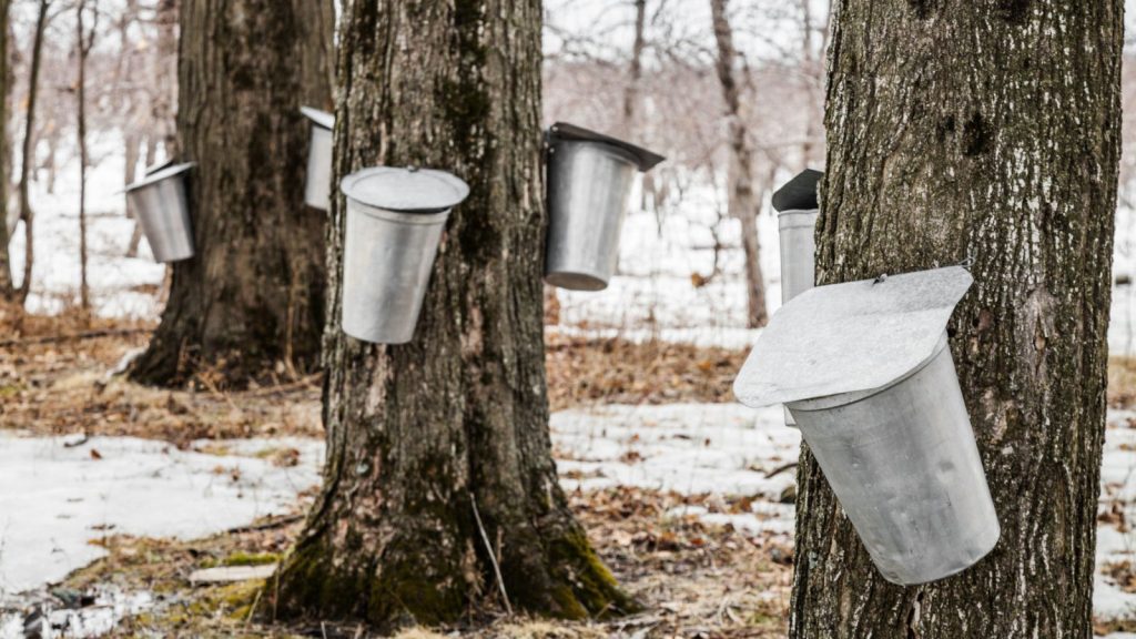 12 Best Plants to Sow and Grow in March to Welcome Spring 15 trees being tapped for maple syrup in buckets