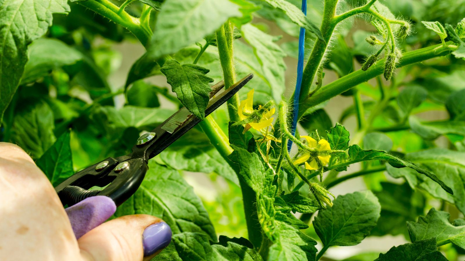 How to Travel Without Killing Every Plant You Own 14 Pruning tomato plants, removing stems.