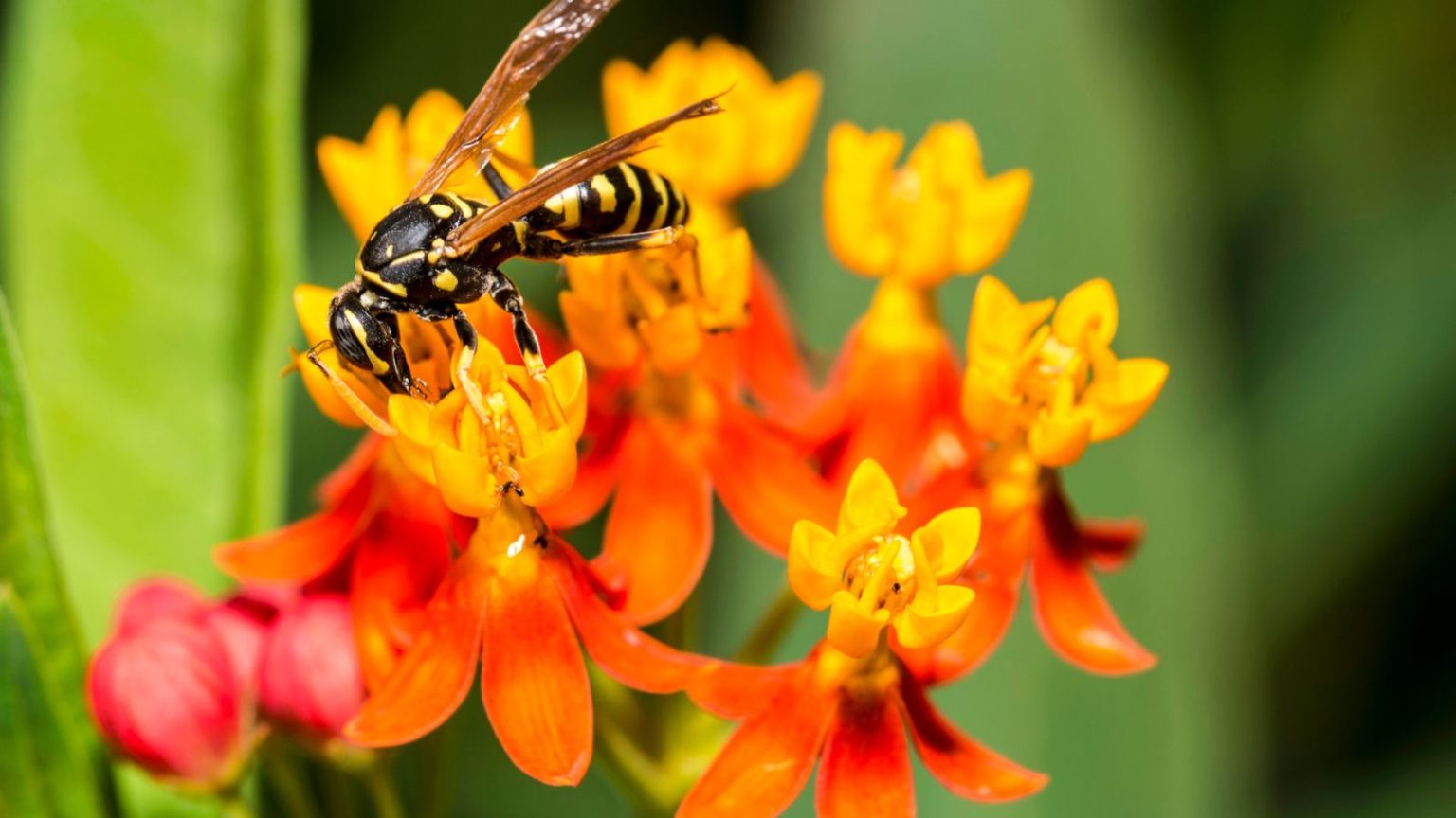 Don’t You Dare Kill That Bug! 18 Insects That Help Your Garden Thrive