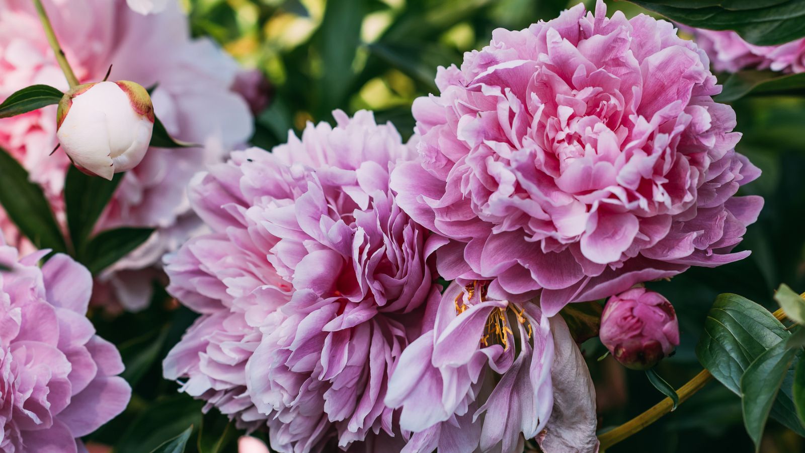 Close up of pink peony flowers in garden.