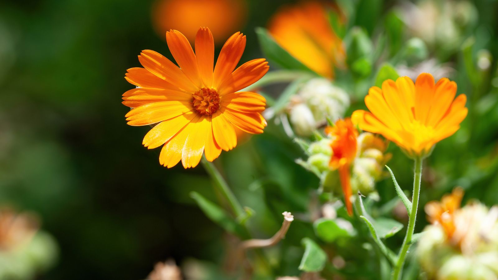 17 Beautiful Flowers That Can Bloom Year‑Round 14 Flower with leaves Calendula (Calendula officinalis, pot, garden or English marigold) on blurred green background. Note: Shallow depth of field.