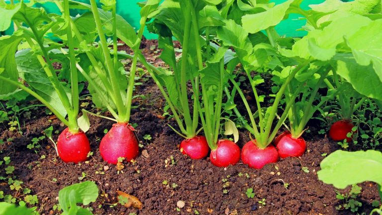 WHAT VEGETABLES ARE BEST IN A RAISED BED visual data 4