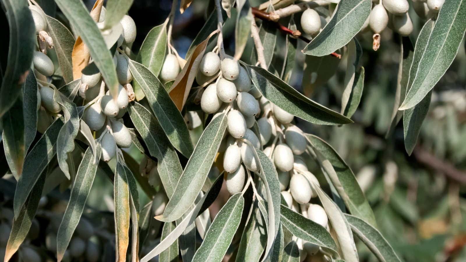 russian olive
