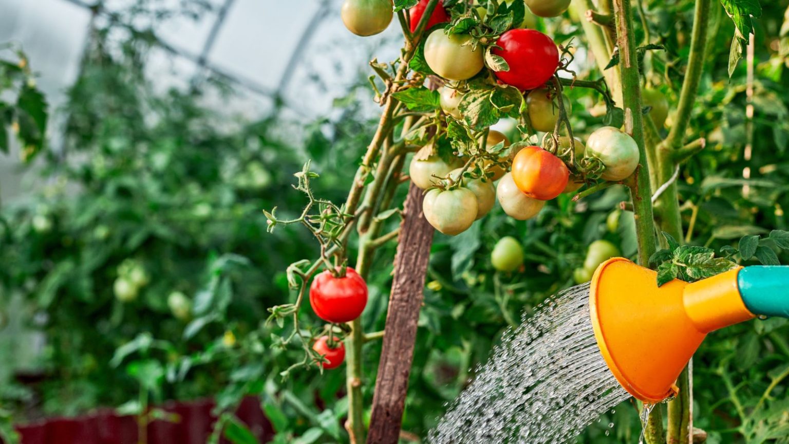 Tomato Over Rite My Tomato Leaves Started Turning Yellow —Here’s What Was Causing It