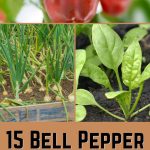 15 Bell Pepper companion plants