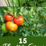 15 Plants to Grow Alongside Your Bell Peppers to Keep Them Happy