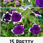 15 Pretty Purple Annuals To Add a Touch of Drama to Your Garden Pin