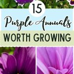 15 Purple Annuals Worth Growing