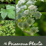 16 Poisonous Plants You Should Never Touch
