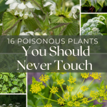 16 Poisonous Plants You Should Never Touch